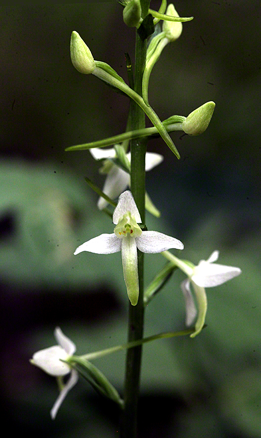Platanthera bifolia – zweiblättrige weiße Waldhyazinthe